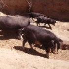 China is launching a new initiative to fight animal-borne diseases