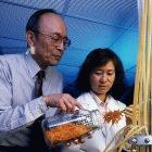 The revised law aims to give greater incentives to researchers