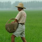 Farmer spreading fertiliser on rice field