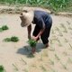 Chinese rice farmer