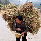Special attention will be given to agricultural communication