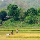 Farming in the Chittagong Hill-Tracts
