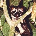 <I>Paradoxurus hermaphroditus</I> (Common palm civet), Malaysia 