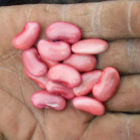 Climbing beans