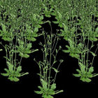 Cloned Arabidopsis plants