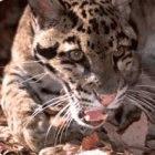 A clouded leopard