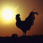 Plans for a potential flu pandemic must be well-coordinated, says <em>The Lancet</em>