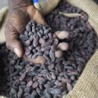 Cocoa beans