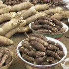 Cocoyam and yam in a market