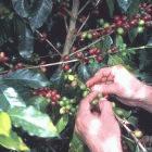 A researcher harvests one of the coffee plants under study