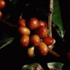 Coffee berries
