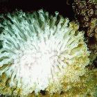 Bleached coral