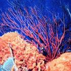Coral reef