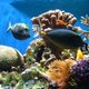 Coral reef with tropical fish