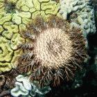 Crown-of-thorns starfish feeding on corals.