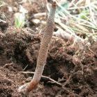 The fungus emerges from the earth to spread its spores