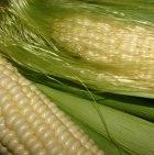 Two varieties of GM corn will be grown in Columbia