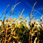 New technologies: GM crops