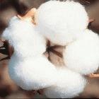 Fungal disease is a serious problem for cotton farmers