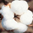 Cotton bud