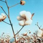 GM cotton