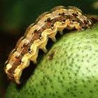 The bollworm is a major pest of cotton