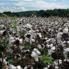 A field of cotton