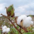 cotton buds, closeup