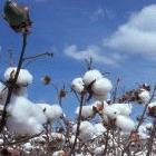 Cotton plants