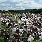 A field of cotton