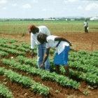 Workers at an experimental research plot at the Golden Valley Research Centre, Zambia