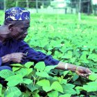 Cowpea farmer