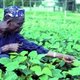 Cowpea farmer