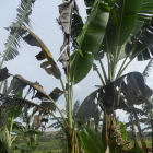 Canopy of banana or plantain, Uganda