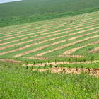 Plantación en Sao Paulo 