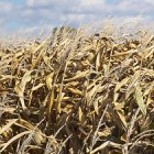 Biofuels crops