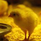 Bird flu outbreaks continue among poultry and the human death toll has also risen