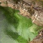 Cyanobacteria