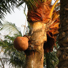 Jar collecting date palm sap