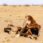 Africans are suffering long periods of drought