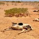 Dead livestock Dead livestock