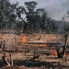 Deforestation can be tracked by satellite images