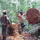 Deforestation in Central Africa