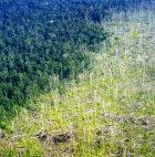 Deforestation in Central Kalimantan, Indonesia