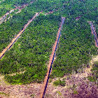 Deforestation in Malaysia