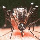 <i>Aedes aegypti</I>, the mosquito that transmits dengue fever, taking a blood meal on human skin