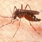 Researchers have modified the genes of the <I>Aedes aegypti </I> mosquito to resist the dengue virus