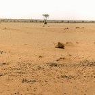 Desertification