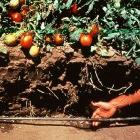Local communities can help install technologies like drip irrigation