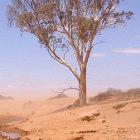 The El Niño phenomenon can cause droughts and flooding